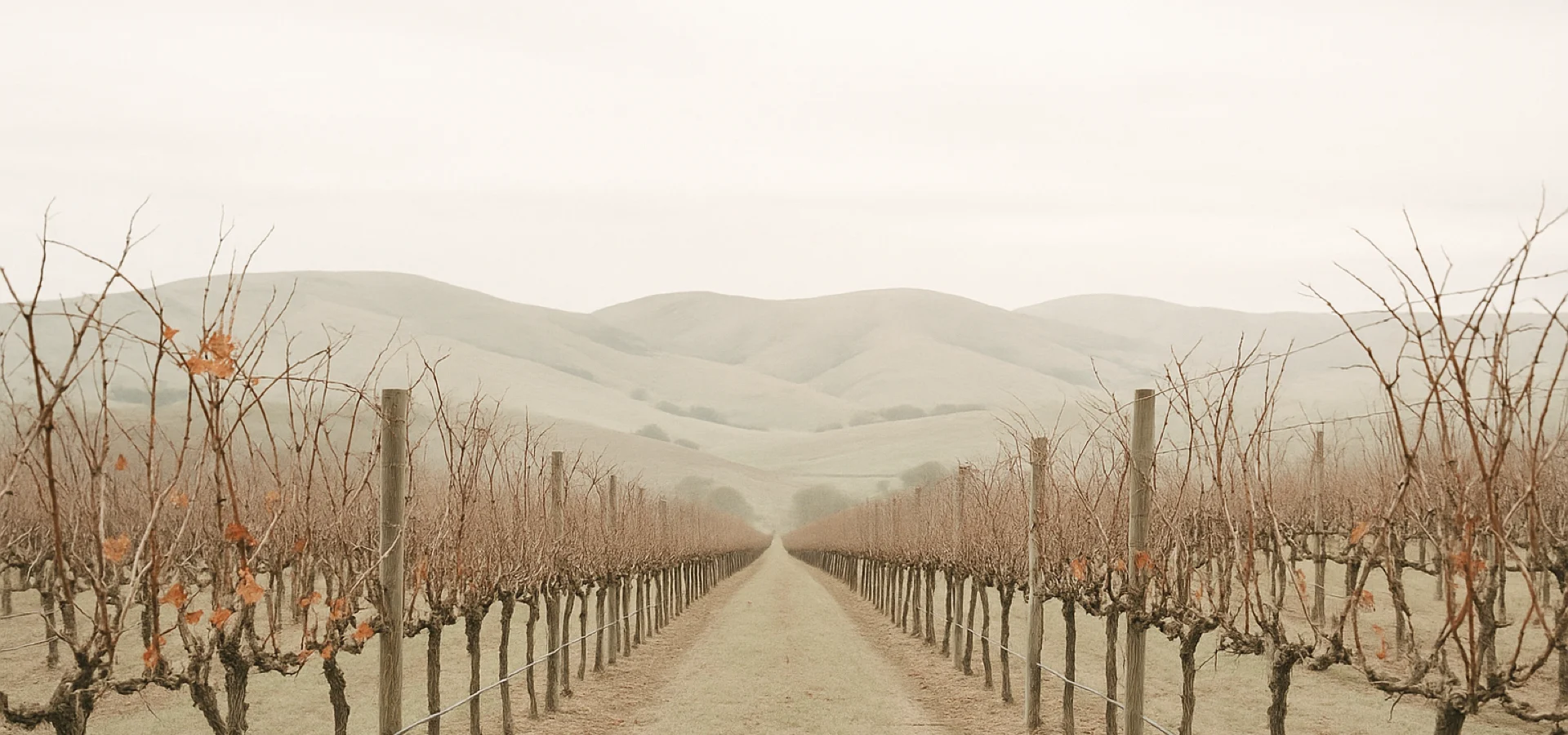 Oingo Boingo Former Members in Napa on Halloween — bare autumn vineyard rows under a pale sky